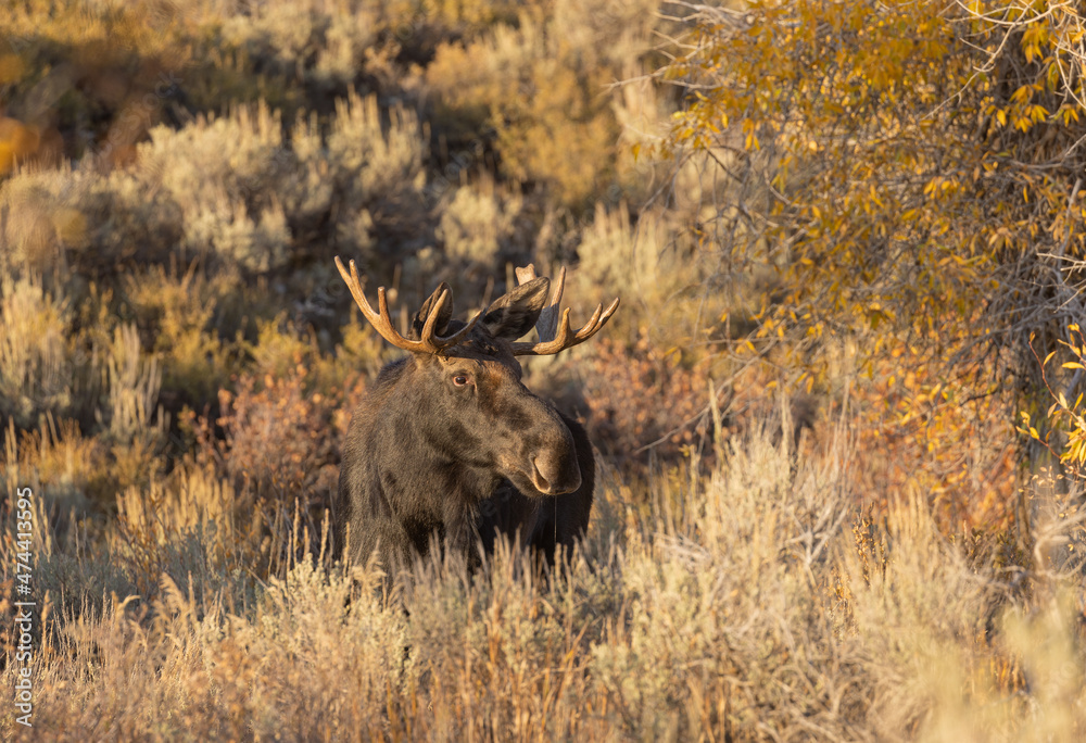 Bull Shiras Moose in Grand Teton National Park Wyoming in Autumn Bull Shiras Moose in Grand Teton National Park Wyoming in Autumn