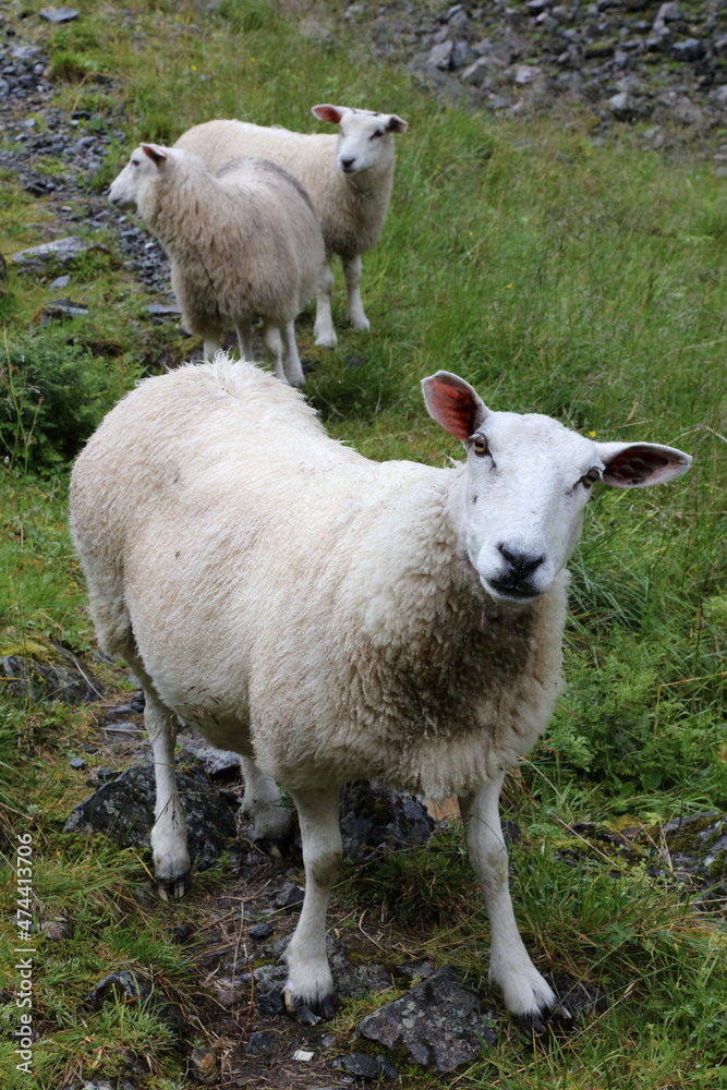 Schaf / Sheep / Ovis.