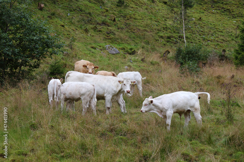 Norwegen - Rinder / Norway - Cattles /. © Ludwig
