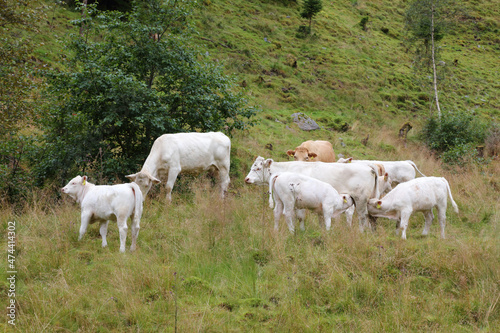 Norwegen - Rinder   Norway - Cattles  .