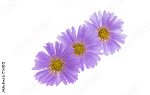 perennial aster isolated