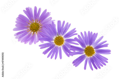 perennial aster isolated