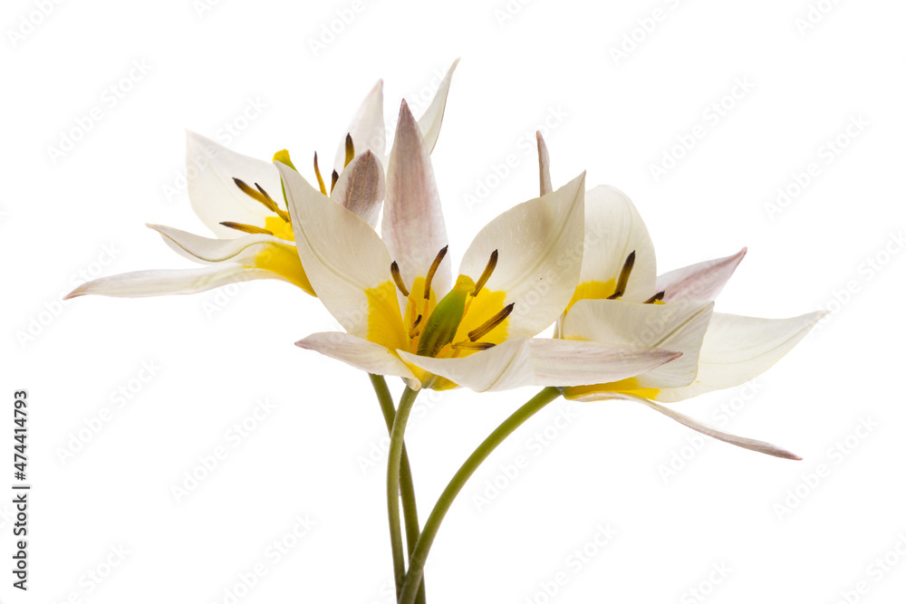 wild tulip flower isolated wild tulip flower isolated