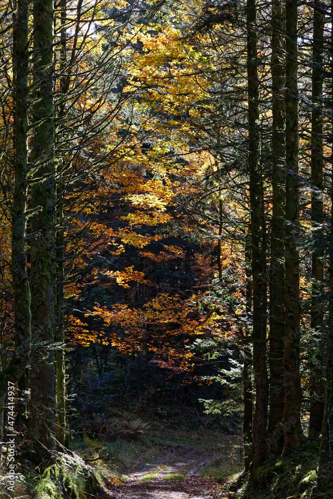 Obraz premium Forêt des Vosges en automne