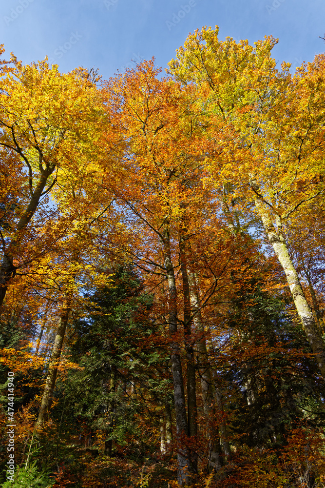 Forêt des Vosges en automne