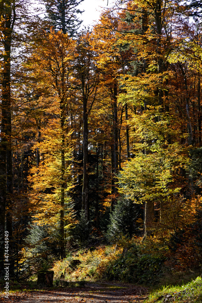 Forêt des Vosges en automne