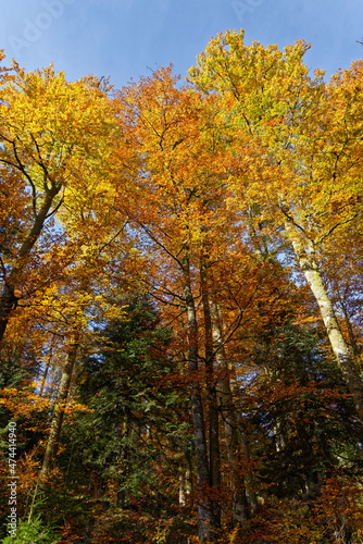 Forêt des Vosges en automne © Olympixel
