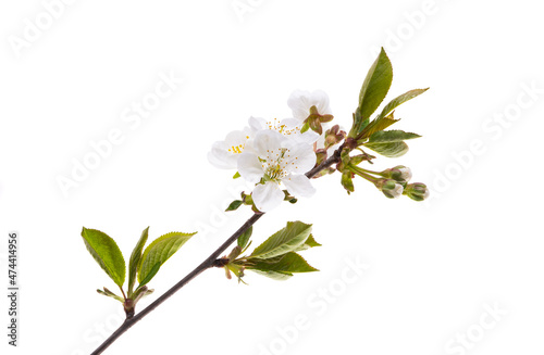cherry blossom isolated