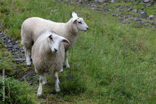 Schaf   Sheep   Ovis.