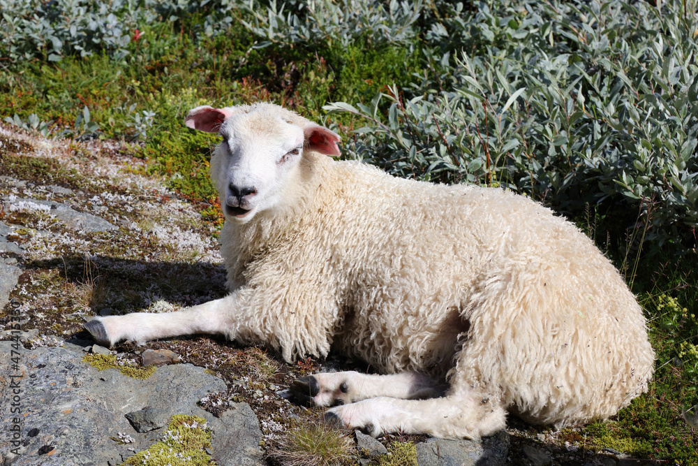 Fototapeta premium Schaf / Sheep / Ovis.