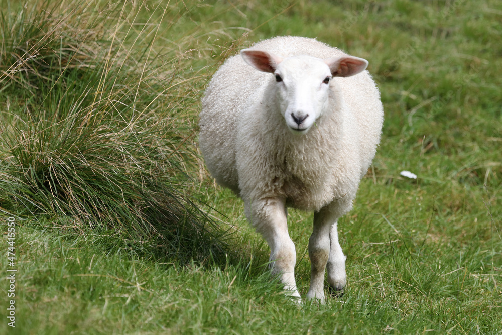 Fototapeta premium Schaf / Sheep / Ovis.