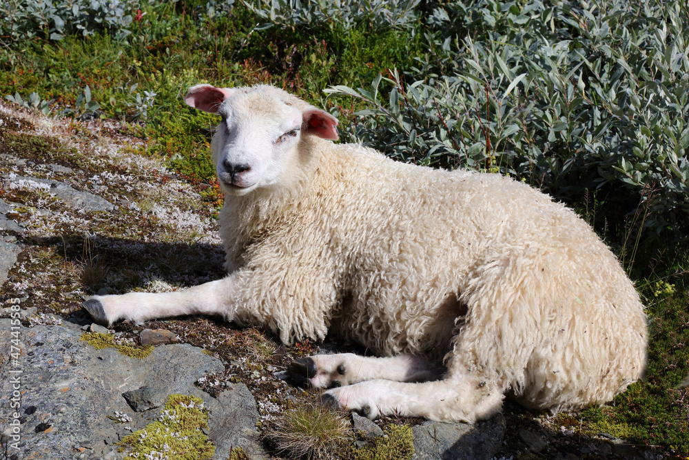 Obraz premium Schaf / Sheep / Ovis.