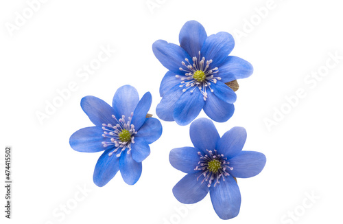 spring blue nobilis flower isolated © ksena32