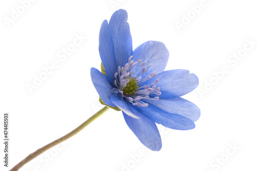 spring blue nobilis flower isolated