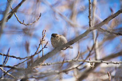 House sparrow sitting on a branch