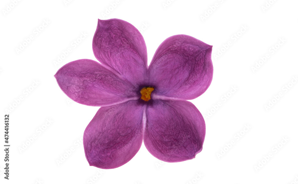 lilac flower isolated lilac flower isolated
