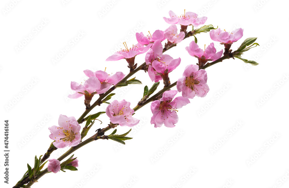 Obraz premium sakura flower isolated