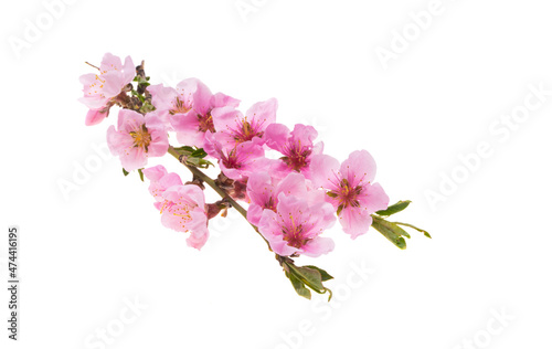sakura flower isolated © ksena32