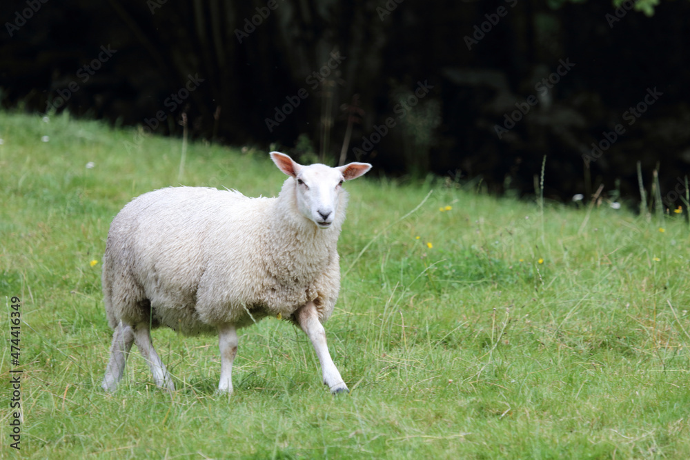 Naklejka premium Schaf / Sheep / Ovis.