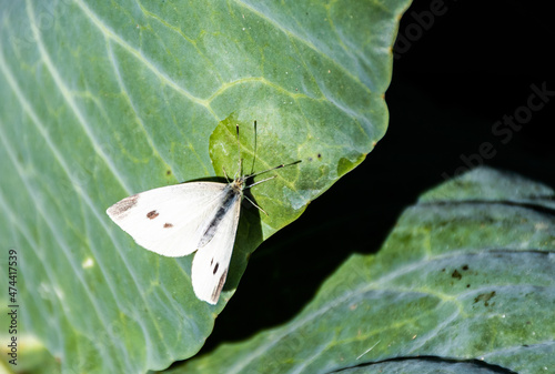 Butterfly Pieris brassicae (great white) on a cabbage leaf. photo