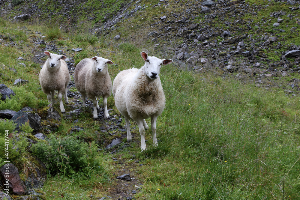 Obraz premium Schaf / Sheep / Ovis.