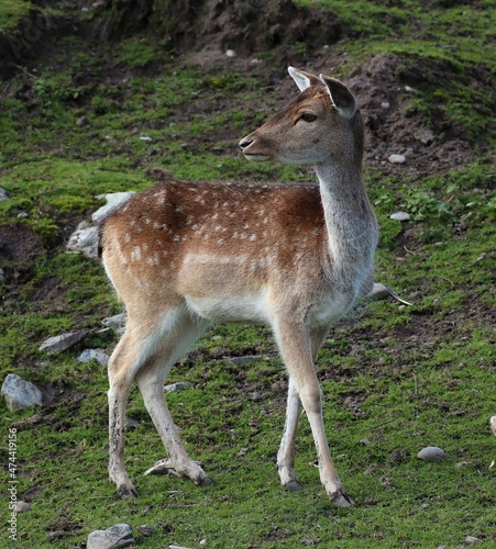Full-length sika deer