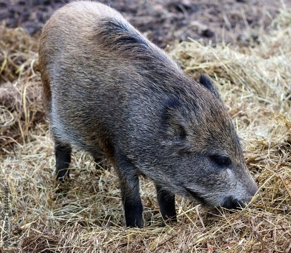 Wild boar in a nature park eats hay Wild boar in a nature park eats hay