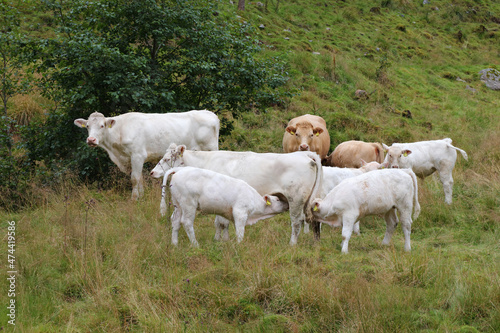 Norwegen - Rinder   Norway - Cattles  .