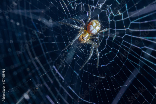 A small spider hanging on its web