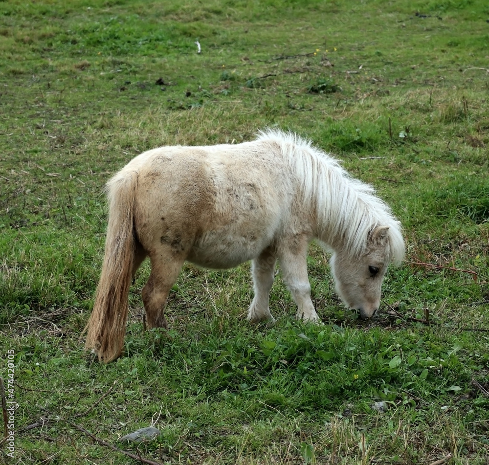 Obraz premium White pony Appaloosa