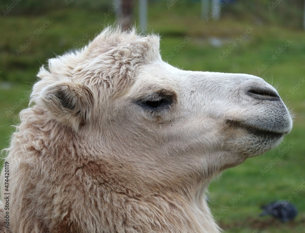 Fototapeta premium White camel close-up.