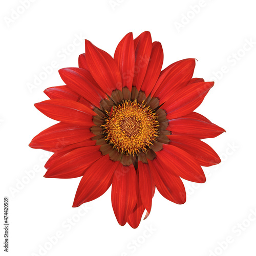 Fleur de Gazania rouge sur fond blanc