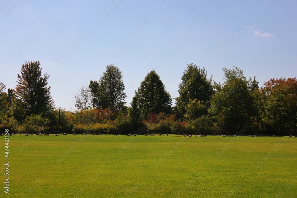Fototapeta premium trees in the park