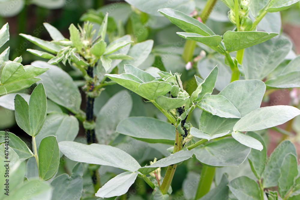 The black bean aphids, Aphis fabae, on faba bean plants. It is a pest of many crops and ornamentals.