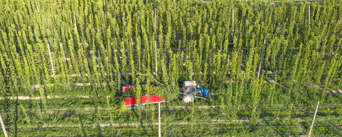 Harvesting hops tractor with trailer and special equipment. Drone view.
