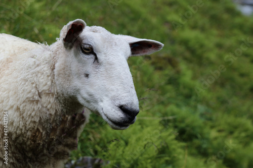 Schaf   Sheep   Ovis