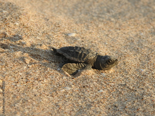 Sea turtle on the sand © hector