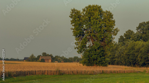 The landscape of Polish quiet countryside © spacer.z.aparatem 