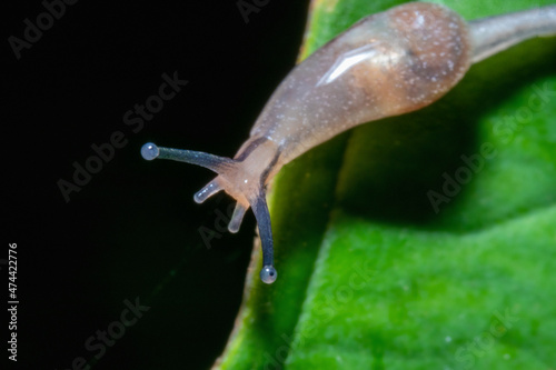 A small snail on top of a leaf