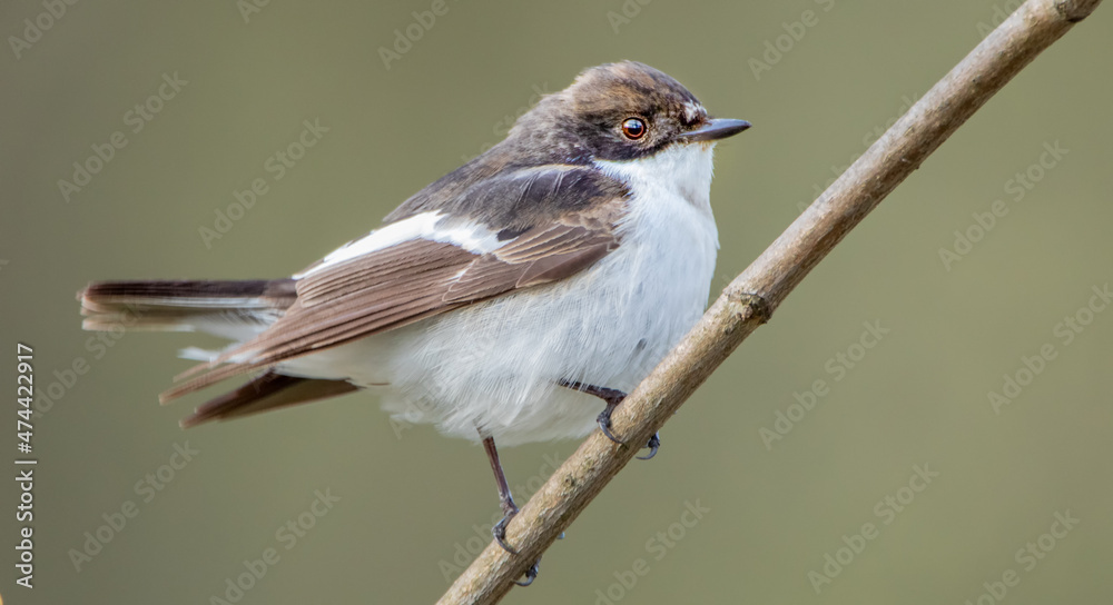 Fototapeta premium Ficedula hypoleuca is a small bird of the flycatcher family