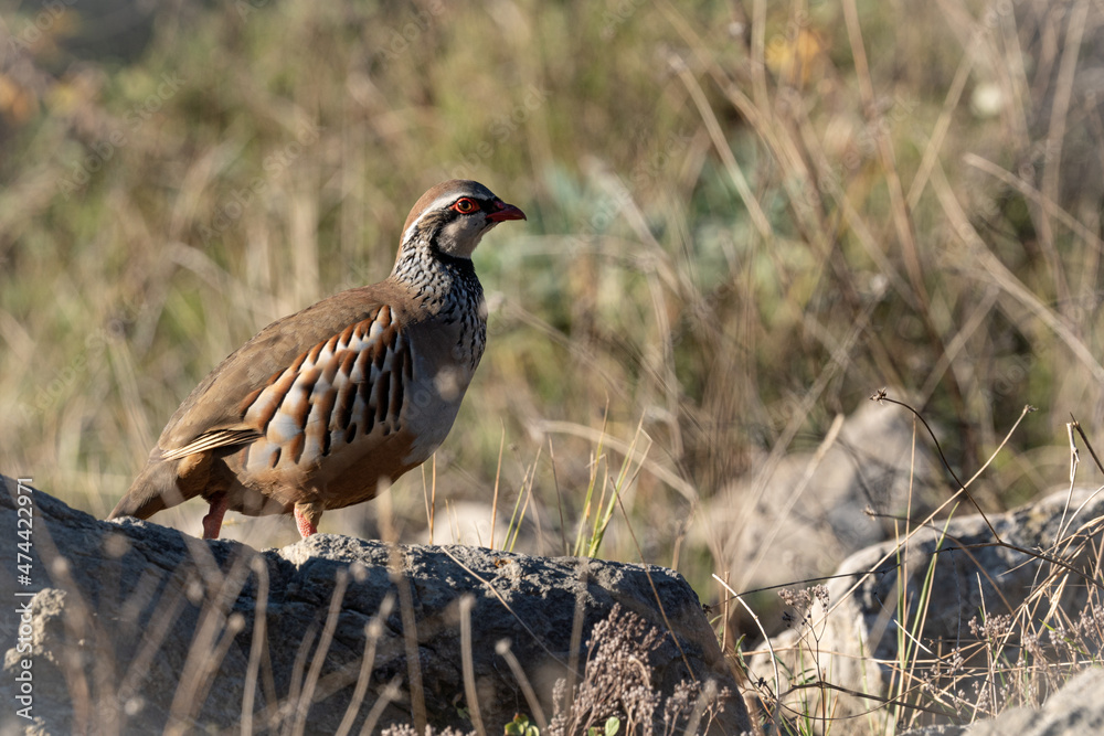 Wild partridge on the mountain Wild partridge on the mountain