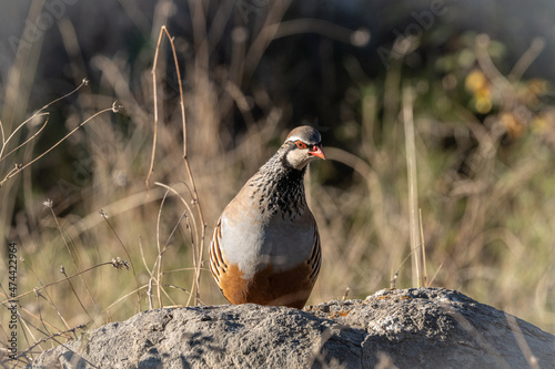 Wild partridge on the mountain