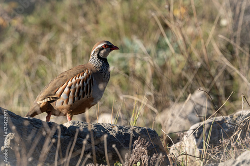 Wild partridge on the mountain