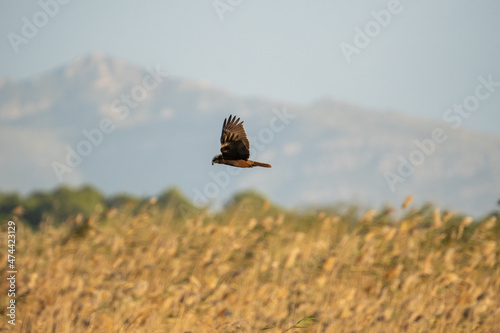 Marsh harrier flying over reeds