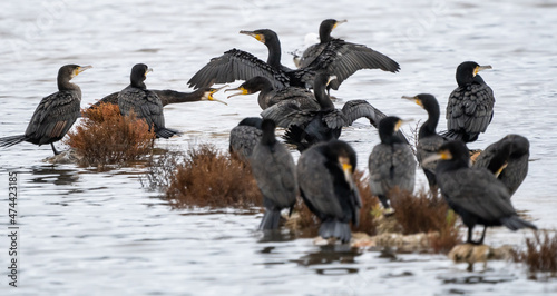 Cormorants fighting for the catch