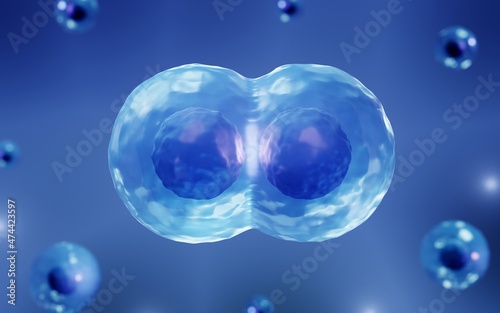 Stem cells dividing into daughter cells photo