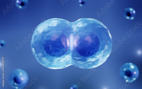 Stem cells dividing into daughter cells