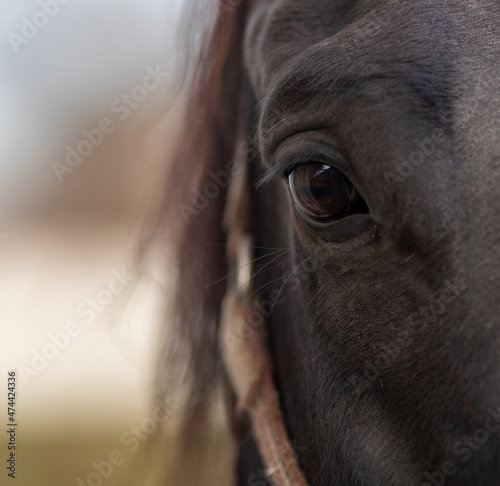 Close up of horse eye © Budimir Jevtic