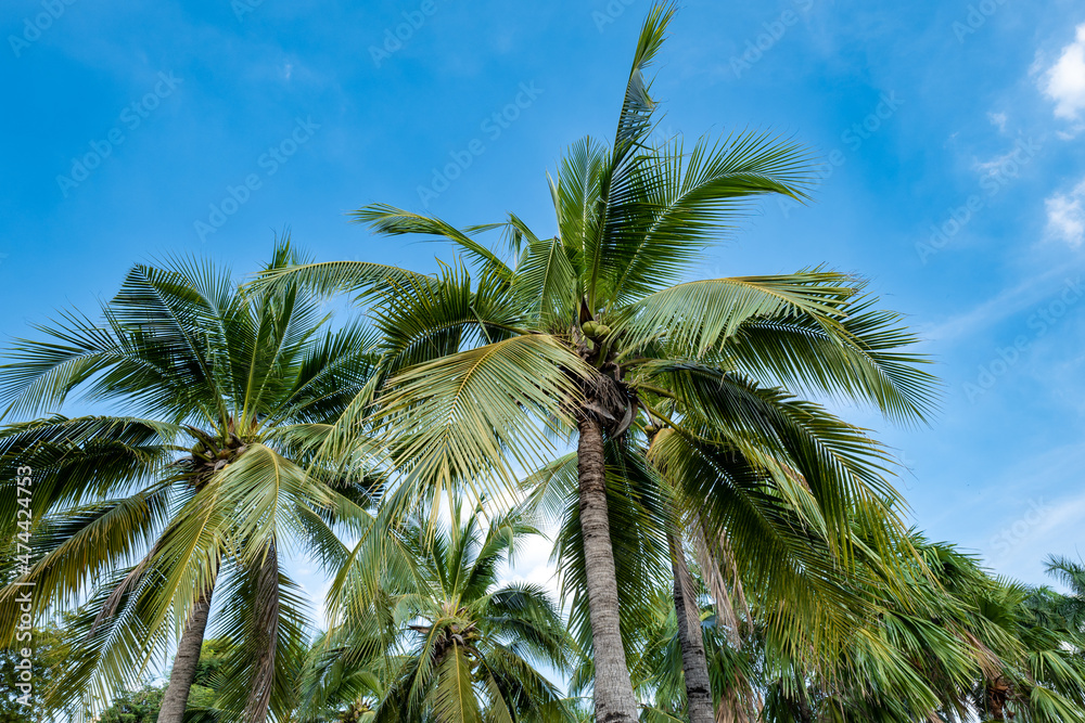 Fototapeta premium Palm tree against blue sky and clouds background. Coconut tree leaves image in tropical climate.