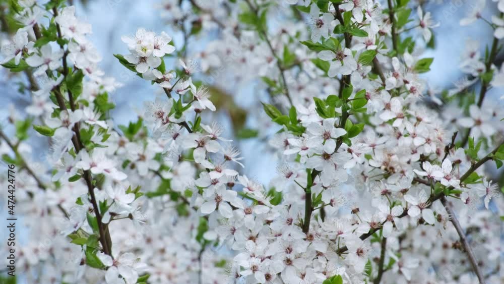 Branch with beautiful white Spring Cherry Flowers on Tree. Nature scene with flowering sakura on blossom background. Botanical bloom concept. Blooming backdrop Branch with beautiful white Spring Cherry Flowers on Tree. Nature scene with flowering sakura on blossom background. Botanical bloom concept. Blooming backdrop